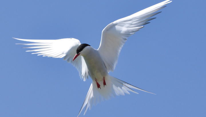 Le super-oiseau